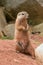 Striped Ground Squirrel (Paraxerus flavovittis)