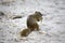 Striped Ground Squirrel, Xerus erythropus, looking for food, Bwambwata, Botswana