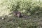 Striped ground squirrel, Xerus erythropus, on a meadow