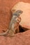 Striped Ground Squirrels (Paraxerus flavovittis)