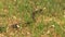 Striped gwardar snake slithering in the grass
