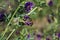 Striped honey bee flying over the purple Alfalfa flower