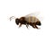 Striped honey bee side view vector icon