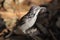 Striped Honeyeater bird portrait