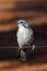 Striped Honeyeater in Queensland Australia