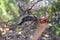 Striped Honeyeater in the Tree