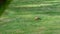 Striped hoopoe walks on a green meadow