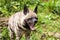 Striped hyaena, Hyaena hyaena