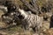 Striped Hyaena, Hyaena Hyaena, attentively watching nearby