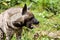 Striped hyaena, Hyaena hyaena, with tongue