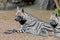 Striped hyena 6