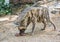 Striped hyena feeding on meat loaf