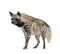 Striped Hyena - Hyaena hyaena