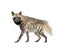 Striped Hyena - Hyaena hyaena