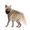 Striped Hyena - Hyaena hyaena