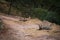 Striped hyena Hyaena hyaena pair closeup resting in a cool place and shade with green background