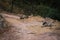 Striped hyena Hyaena hyaena pair closeup resting in a cool place and shade with green background