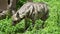 Striped Hyena Hyaena hyaena a rare endangered species in the middle east very close up in the grass walking to rocks.