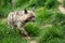 Striped hyena Hyaena hyaena sultana