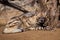 Striped hyena lies in the sand against the background of the tree and the close-up of the beast of prey is lit by the sun