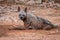 Striped hyena portrait during outdoor jungle safari in forest of rajasthan india - hyaena hyaena