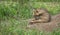 A Striped Hyena pup on the grassland savanna of Serengeti National Park.ground with prey