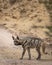 Striped hyena side profile with eye contact on safari track blocking road during outdoor jungle safari in forest of gujrat india