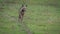 A Striped Hyena walking on the grassland savanna of Serengeti National Park.