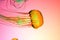 Striped jellyfish, pink background