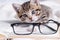 Striped kitten with book and eyeglasses lying on white bed. Clever cute little domestic cat. Education and back to