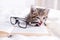 Striped kitten with book and eyeglasses lying on white bed. Clever cute little domestic cat. Education and back to