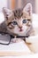 Striped kitten with book and eyeglasses lying on white bed. Clever cute little domestic cat. Education and back to