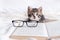 Striped kitten with book and eyeglasses lying on white bed. Clever cute little domestic cat. Education and back to