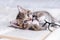 Striped kitten with book and eyeglasses lying on white bed. Clever cute little domestic cat. Education and back to