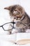 Striped kitten with book and eyeglasses lying on white bed. Clever cute little domestic cat. Education and back to