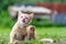 Striped kitten or cat, sitting on the grass and lick nose