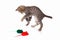 Striped kitten is played with a red, gray and green toy mice on white background