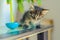 Striped kitten sits on a table near a tilting toy