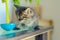 Striped kitten sits on a table near a wobbly toy