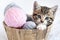 Striped kitten sitting in basket with pink and grey balls skeins of thread on white bed. Cute little cat