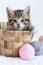 Striped kitten sitting in basket with pink and grey balls skeins of thread on white bed. Cute little cat. Vertical