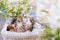 A striped kitten with wide open blue eyes in a basket play with flowers