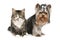 Striped kitten and yorkshire terrier