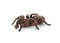 Striped knee tarantula Aphonopelma seemanni isolated