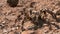 Striped Knee Tarantula Crawling on Rocky Ground