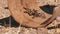 Striped Knee Tarantula on Wooden Tube