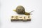 Striped land snail with small wooden cubes with letters isolated on the white background. A word POWER with grove snail