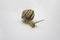Striped land snail on the white background. Grove snail moving forward against white background