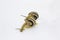 Striped land snails on the white background. Two groove snails against background