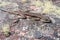 Striped Lava Lizard, Tropidurus Semitaeniatus on stone, Cachoeira Da Fumaca, Smoke Waterfall, Chapada Diamantina, Brazil